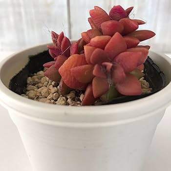 多肉植物　桜吹雪　アナカンプロセス　抜き苗 アナカンプロセス 桜吹雪の育て方・栽培方法 | LOVEGREEN(ラブ